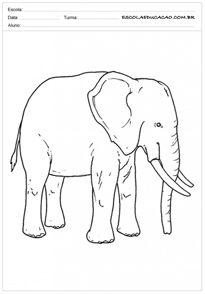Atividades e Desenhos de Animais para Colorir - Elefante