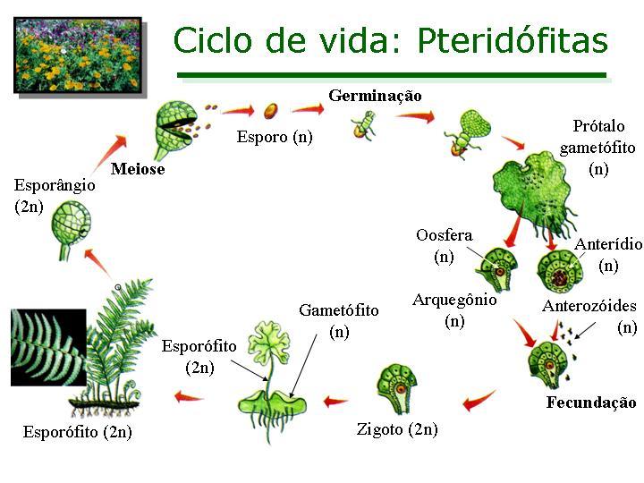 Ciclo de vida das pteridófitas