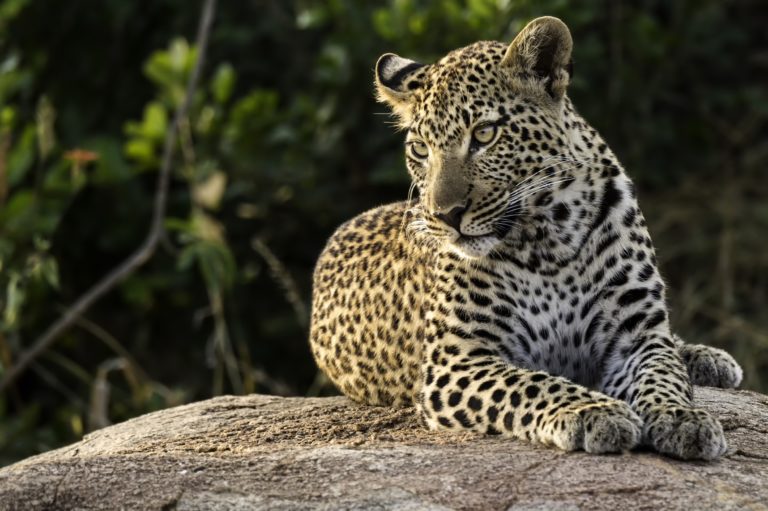 Animais Noturnos H Bitos Caracter Sticas Alimenta O E Exemplos