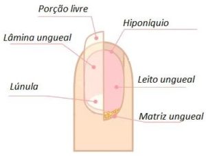 Unhas Anatomia Da Unha Principais Problemas Das Unhas Curiosidades