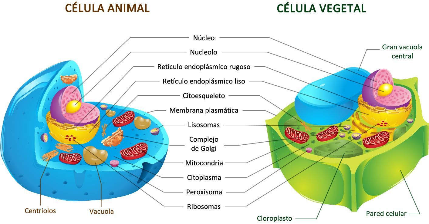 Diferenças entre célula animal e célula vegetal Escola Educação