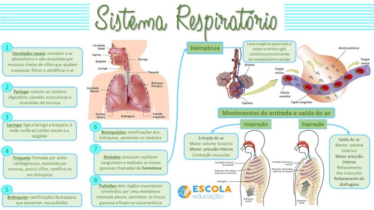 Mapa Mental Sistema Respirat Rio Baixe Em Pdf Gr Tis