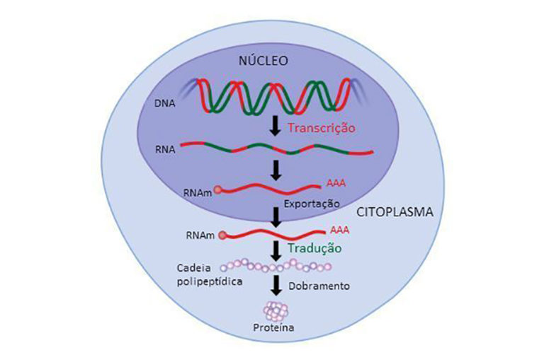 Rna Resumo O Que Fun O Estrutura Tipos Dna