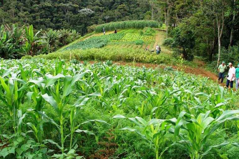 Agricultura sustentável O que é sustentabilidade benefícios Brasil