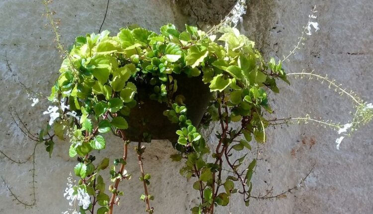 Planta Dinheiro Em Penca Veja Como Cuidar E Deixar Seu Jardim Bonito