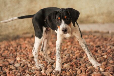 Conheça 5 raças de cachorros brasileiros Confira as raças nativas