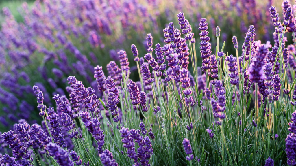 Belas Plantas Que Podem Atrair Prosperidade Para O Seu