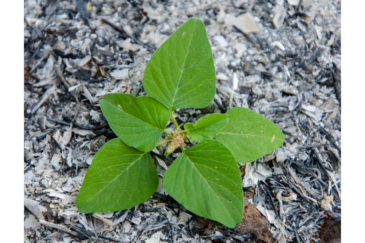 Jardinagem sustentável Reutilize as cinzas de fogo nas plantas