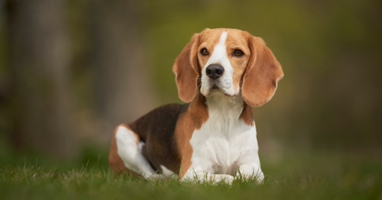 Sess O Fofura Do Dia Top Ra As De Cachorro Mais Fofas Do Mundo