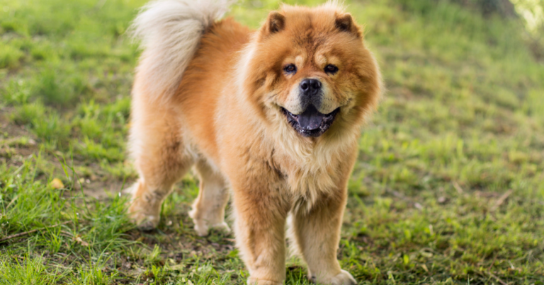 Sess O Fofura Do Dia Top Ra As De Cachorro Mais Fofas Do Mundo