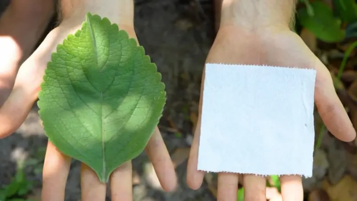 Saiba Qual A Planta Que Pode Substituir O Papel Higi Nico