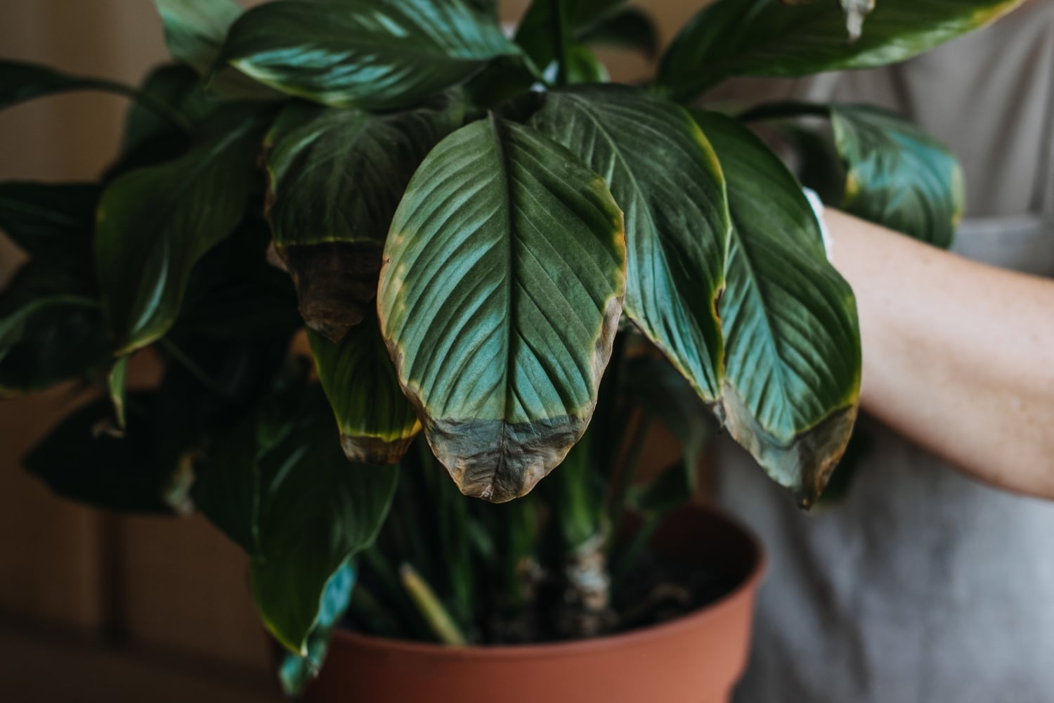 Como salvar plantas as pontas das folhas ficando marrons truque é