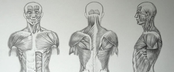 Quer aprender mais sobre o corpo humano? Confira 5 cursos online gratuitos