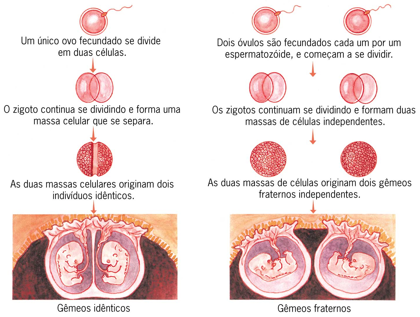 Implantar ovulos fecundados