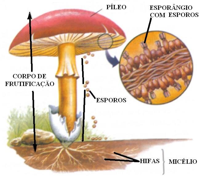 Estrutura corporal dos fungos