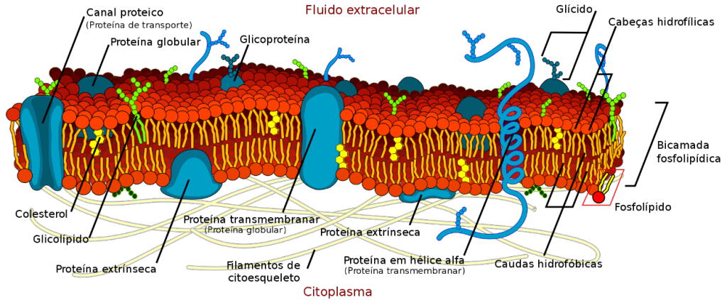 Estrutura da membrana plasmática, modelo mosaico fluido