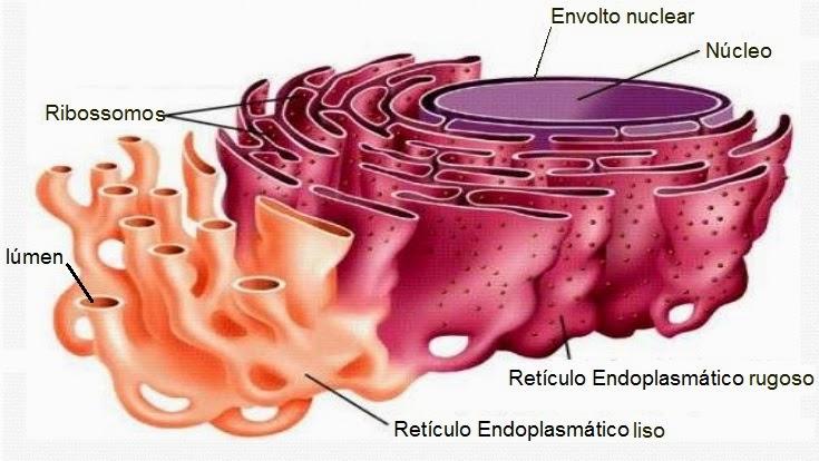Representação gráfica dos retículos endoplasmáticos liso e rugoso