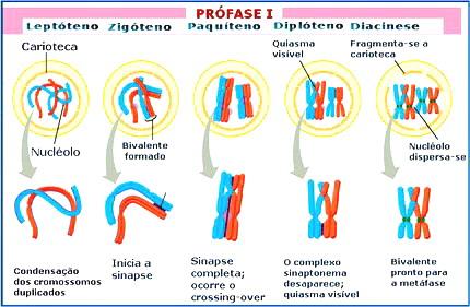 Subfases da prófase I da meiose