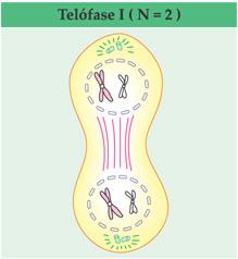 Telófase I da meiose