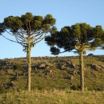 araucaria