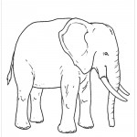 Atividades e Desenhos de Animais para Colorir – Elefante