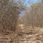 caatinga