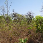 cerrado