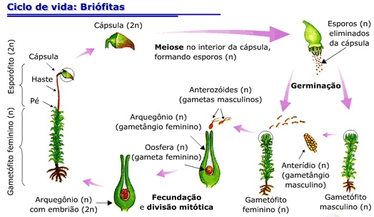 Ciclo de vida das briófitas