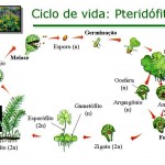 Ciclo de vida das pteridófitas
