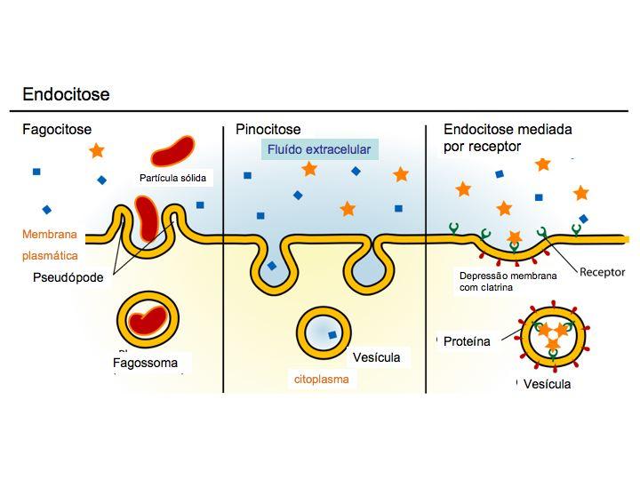 Representação dos tipos de endocitose: