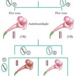 Ausência de dominância na flor de Maravilha