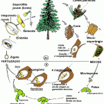 Ciclo de vida das gimnospermas