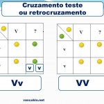 Cruzamento-teste ou retrocruzamento