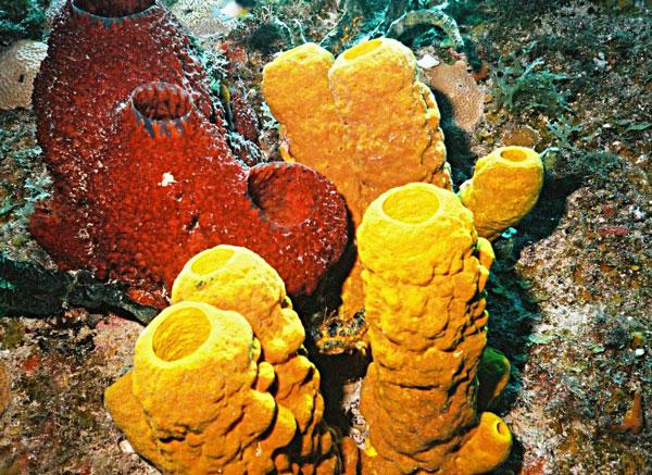 Esponjas, indivíduos do Filo Porifera