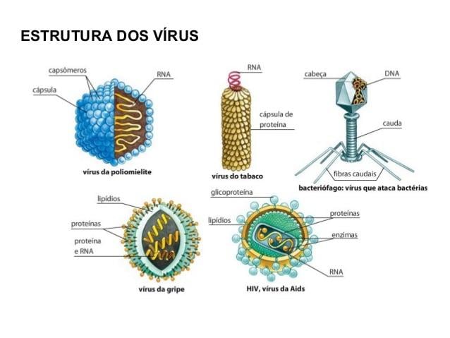 Estrutura dos vírus