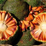Pinhas de araucária contendo pinhões