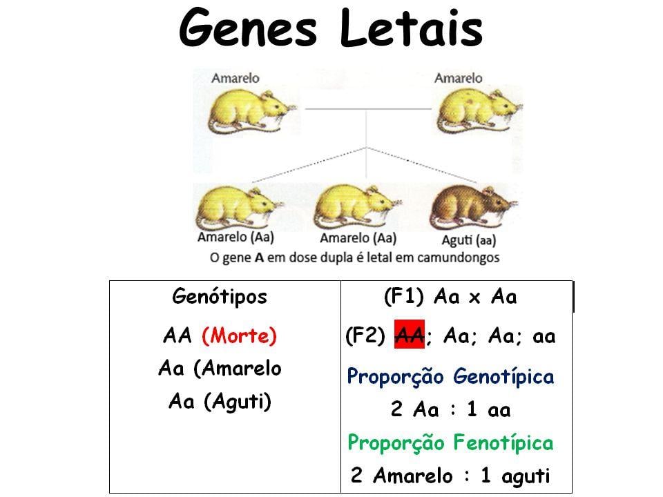 Proporção 2:1 causada por um gene letal em camundongos