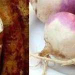 Raízes tuberosas: mandioca e nabo