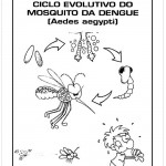 Ciclo de vida da dengue- Atividades sobre a Dengue