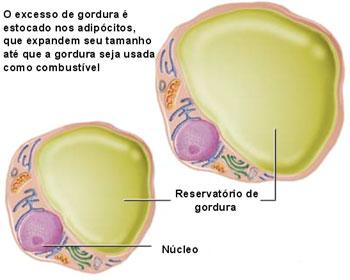 Células do tecido adiposo