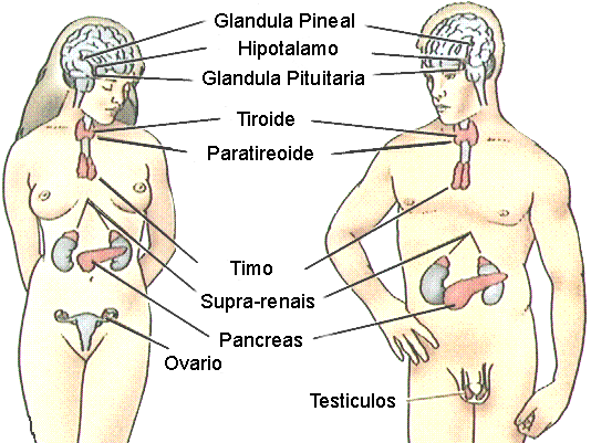 Glândulas e órgãos que participam do sistema endócrino