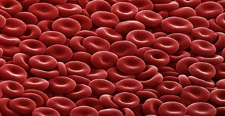 Glóbulos vermelhos ou hemácias de mamíferos