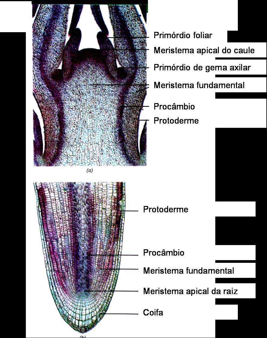 Meristemas Vegetais Tecidos De Revestimento Biologia 8543