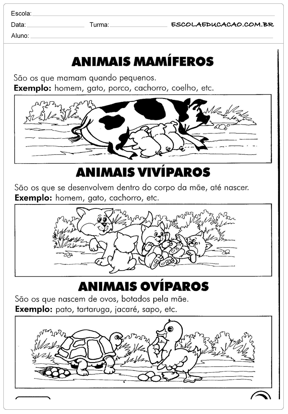 Atividades com Animais – Exemplos de Animais