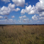 Campo limpo