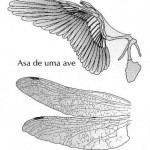 asa de uma ave e de um inseto