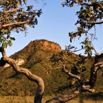 Cerrado