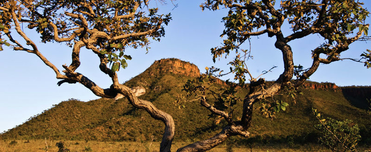 Cerrado Características E Vegetação Fauna E Flora 8594