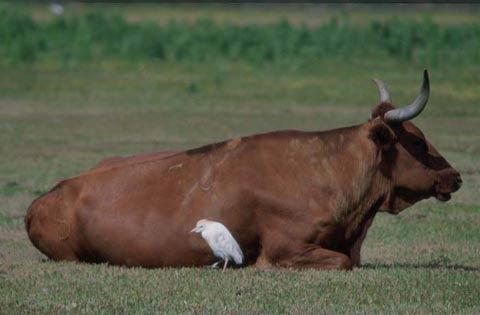 Garça-vaqueira próximo à vaca, procurando carrapatos