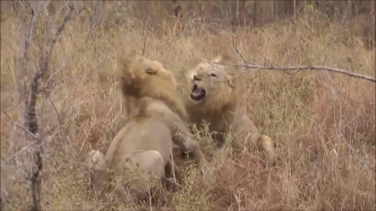 leões machos lutando